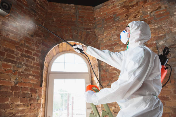 Why You Should Choose Our Mold Remediation Services in Fairlawn, VA